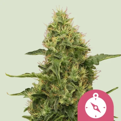 Royal Queen Seeds Northern Light