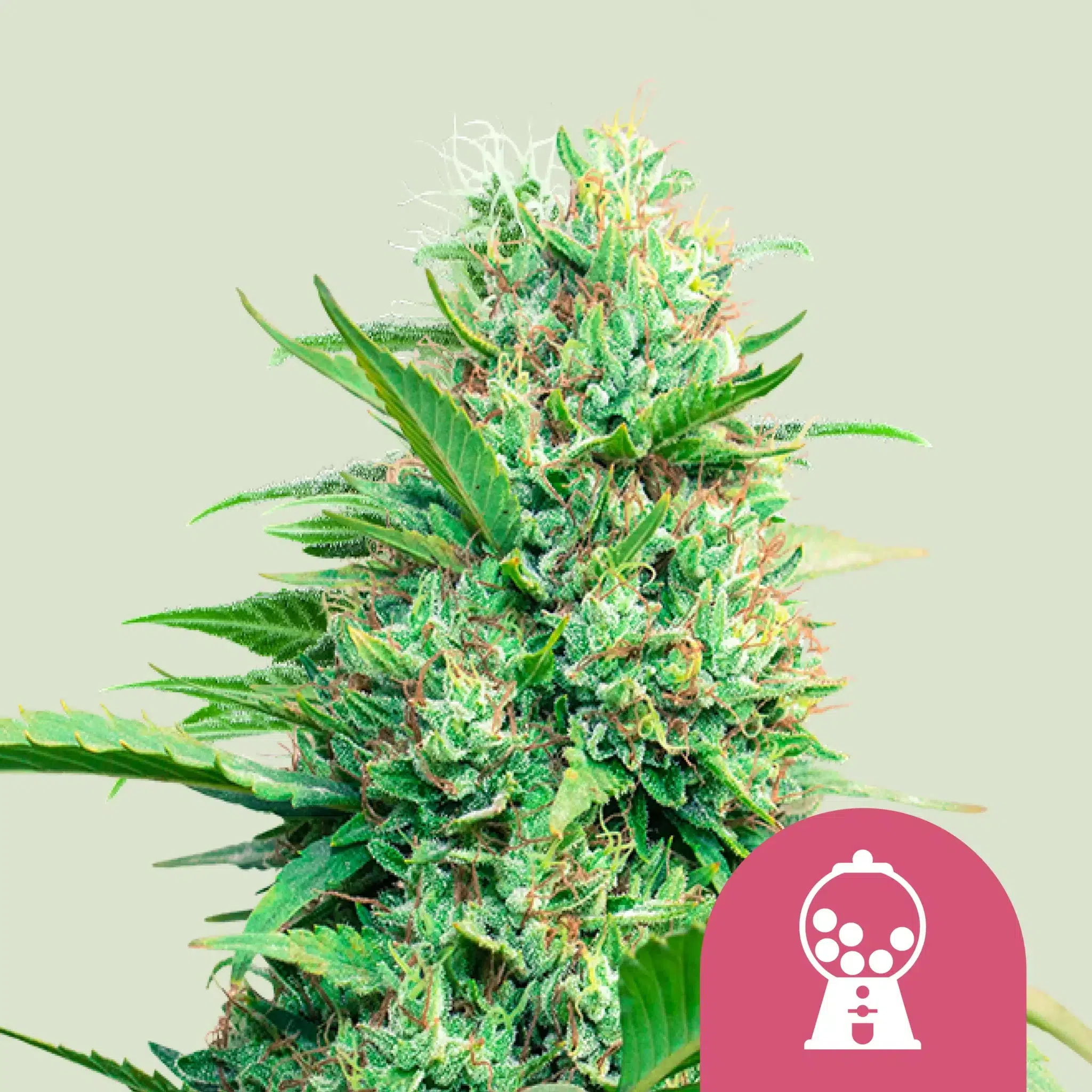 Royal Queen Seeds Pink Runtz Fem