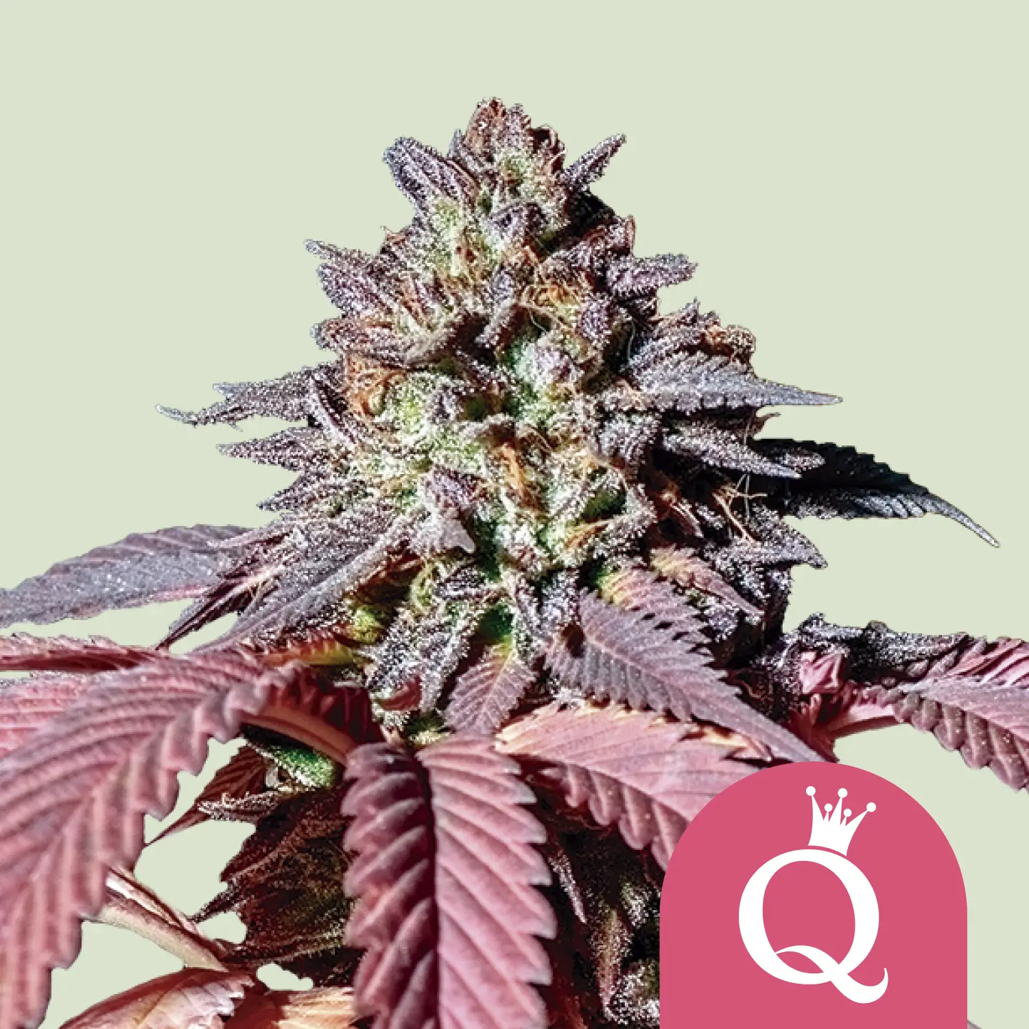 Royal Queen Seeds Purple queen Fem
