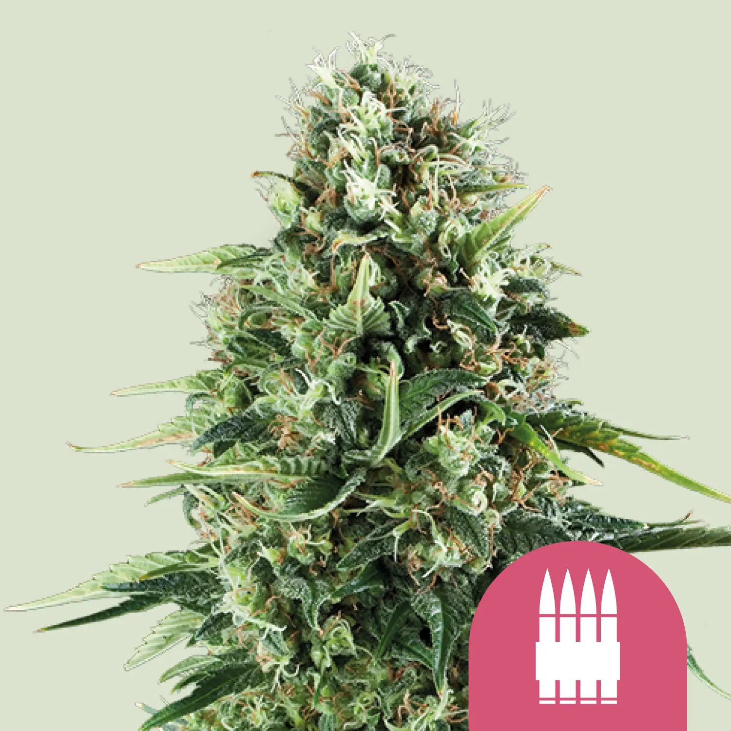 Royal Queen Seeds Royal AK fem