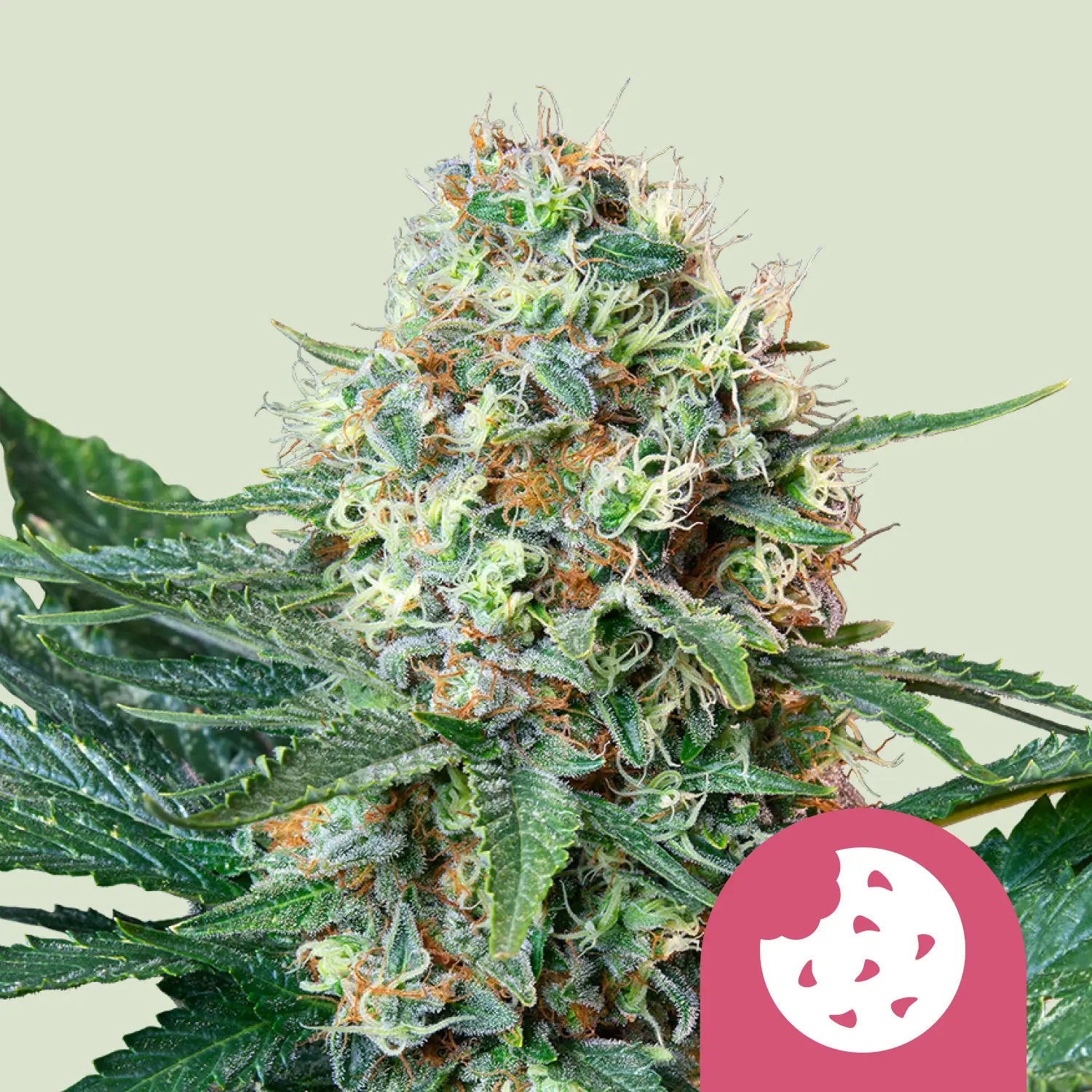Royal Queen Seeds Royal Cookies fem