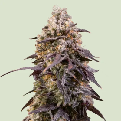 Royal Queen Seeds Sticky Queen