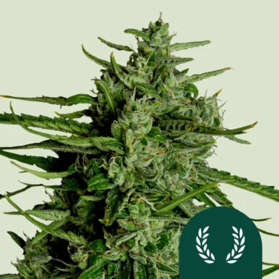 Royal Queen Seeds Titan F1