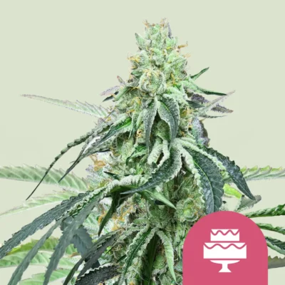 Royal Queen Seeds Wedding Gelato