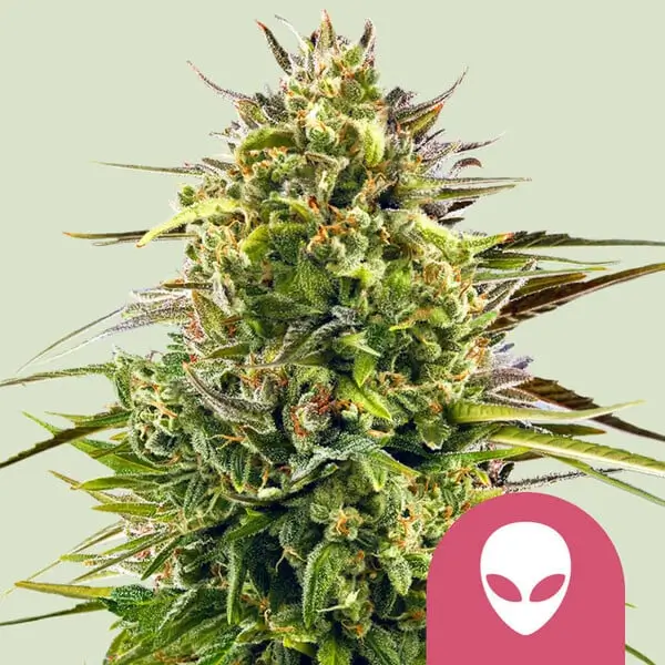Royal Queen Seeds alien og