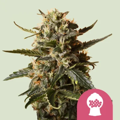Royal Queen Seeds Bubblegum XL