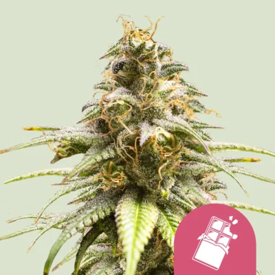 Royal Queen Seeds Chocolate Haze