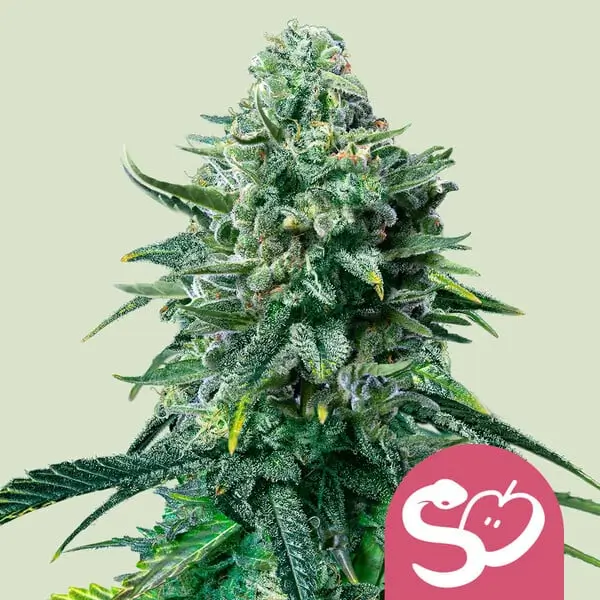Royal Queen Seeds forbidden fruit