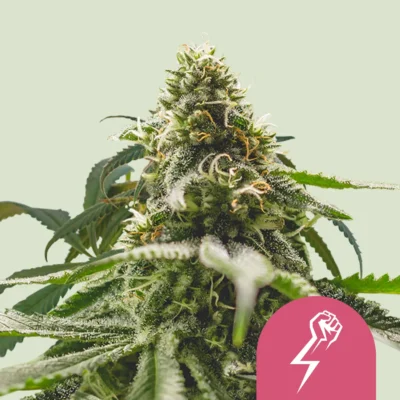 Royal Queen Seeds Green Crack Punch