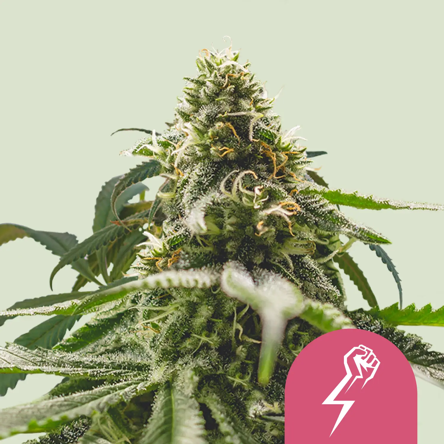 Royal Queen Seeds green crack punch fem