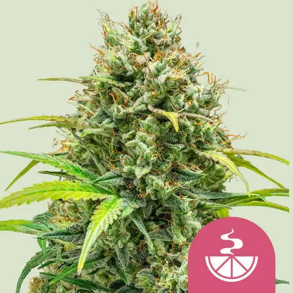 Royal Queen Seeds lemon skunk