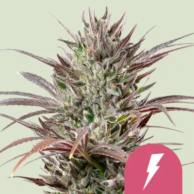 Royal Queen Seeds North Thunderfuck