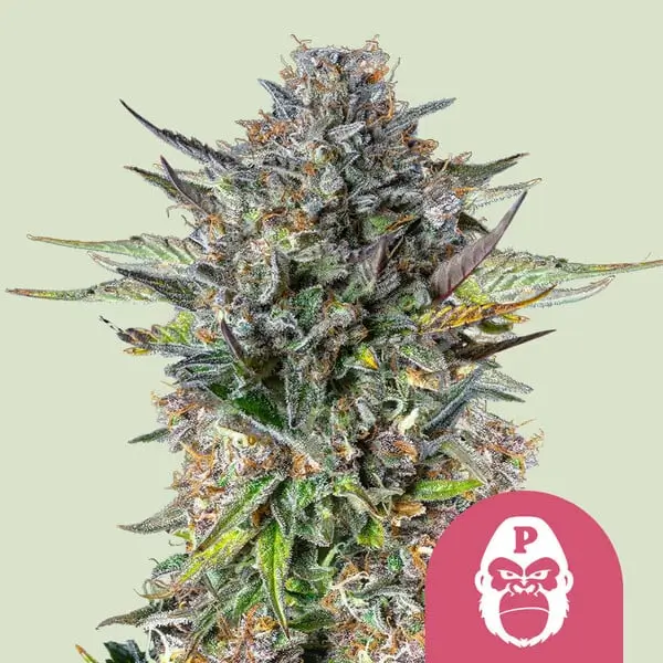 Royal Queen Seeds pink gorilla