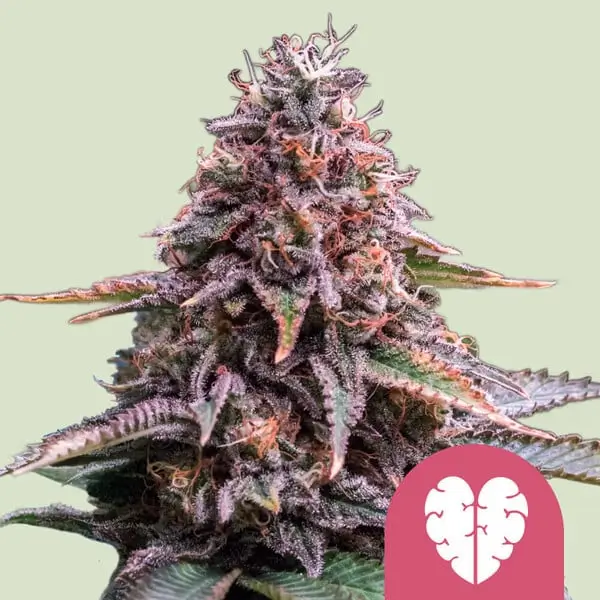 Royal Queen Seeds pink mist