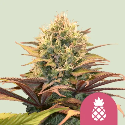 Royal Queen Seeds Pineapple Kush