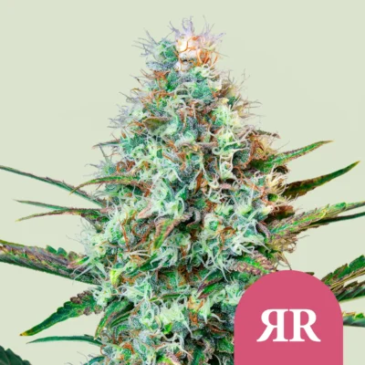 Royal Queen Seeds Royal Runtz