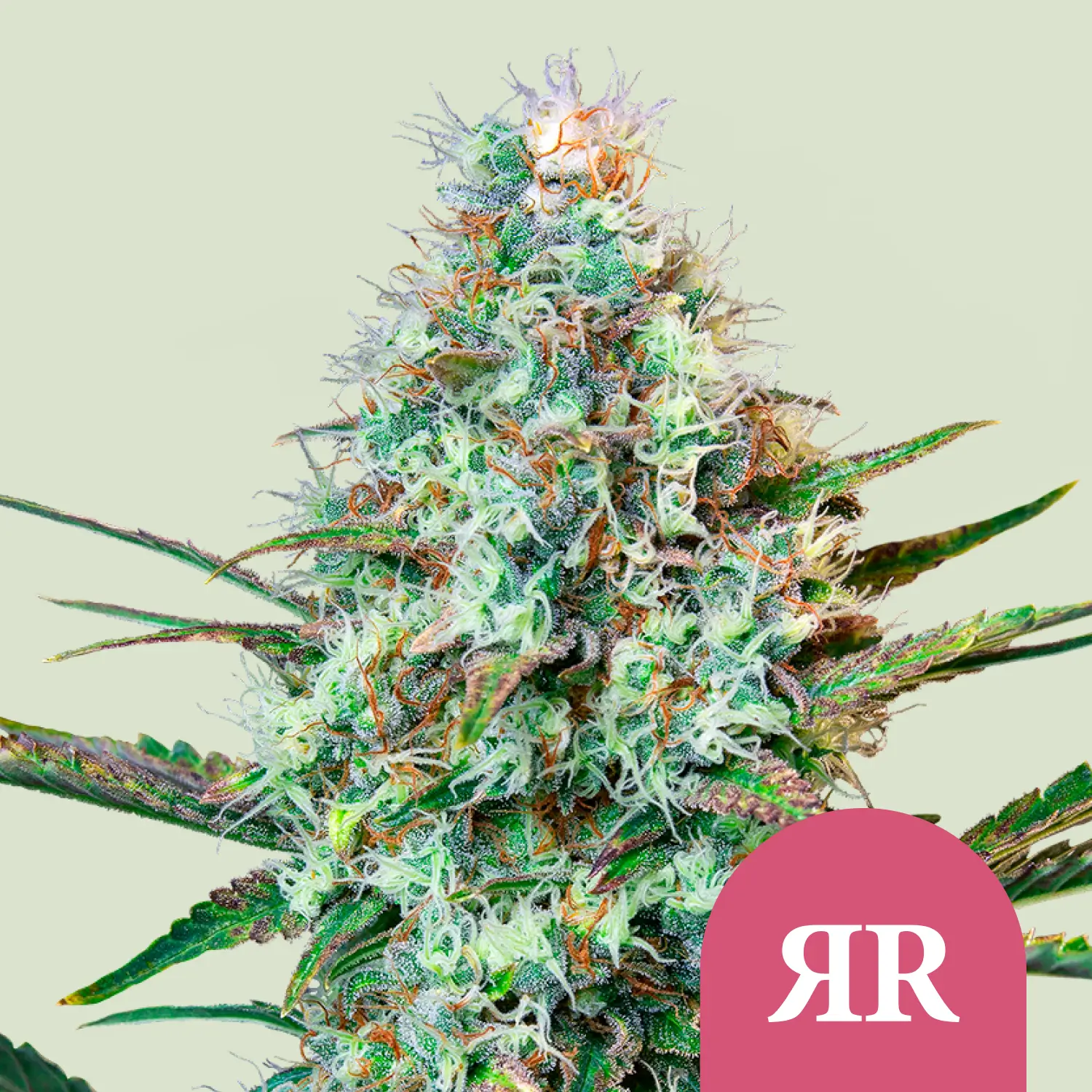 Royal Queen Seeds royal runtz fem