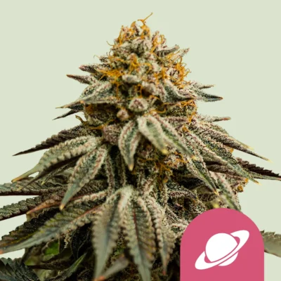 Royal Queen Seeds Royal Skywalker