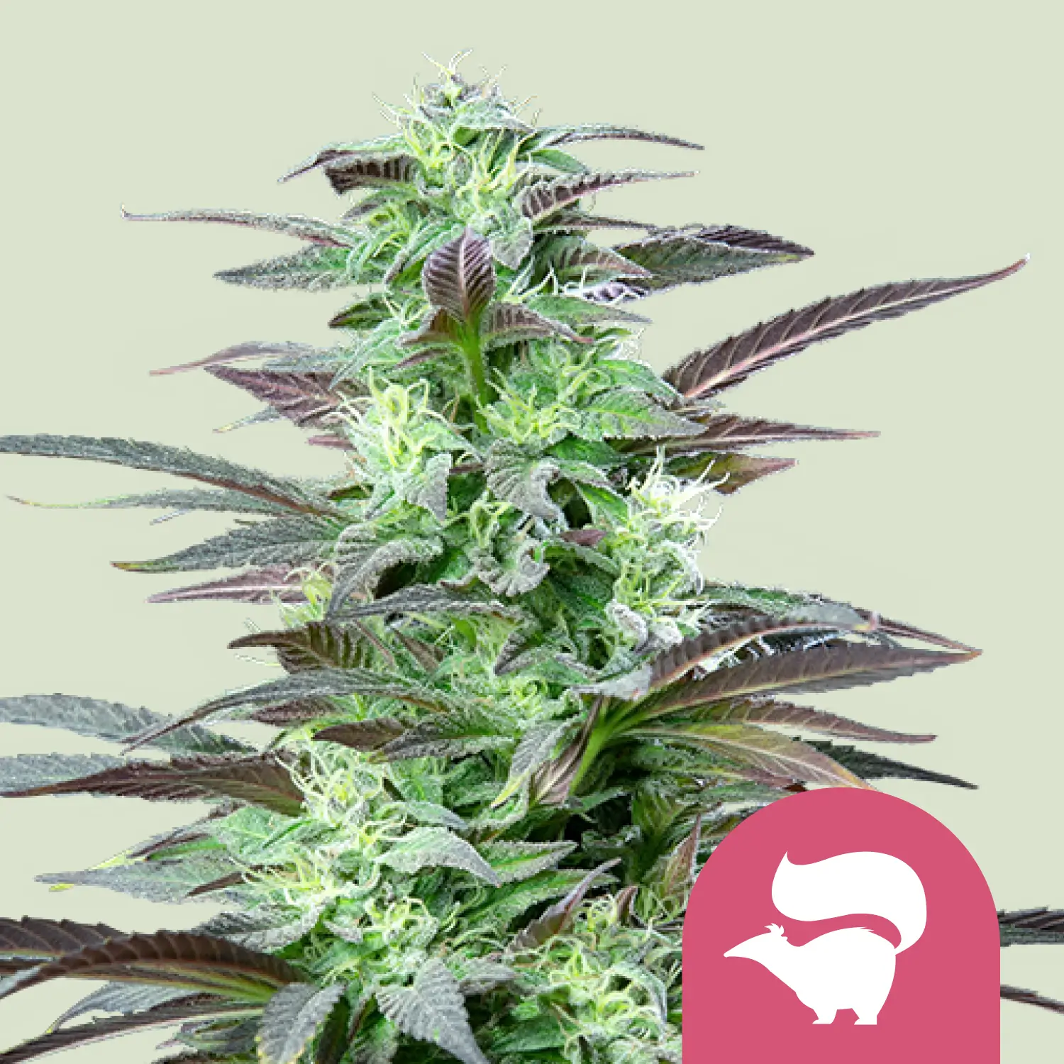 Royal Queen Seeds skunk XL