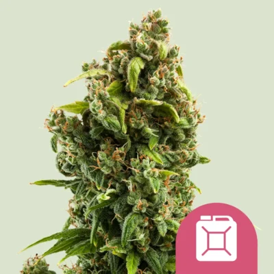 Royal Queen Seeds Sour Diesel