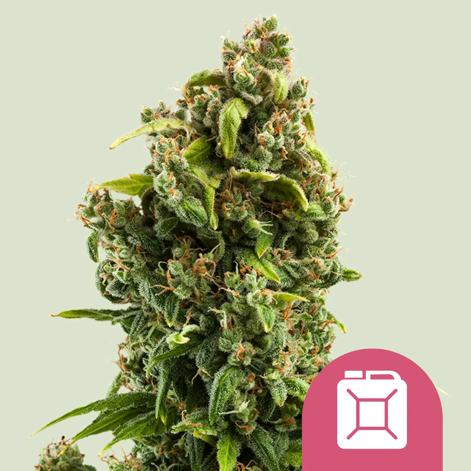 Royal Queen Seeds sour diesel