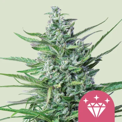 Royal Queen Seeds Special Kush #1