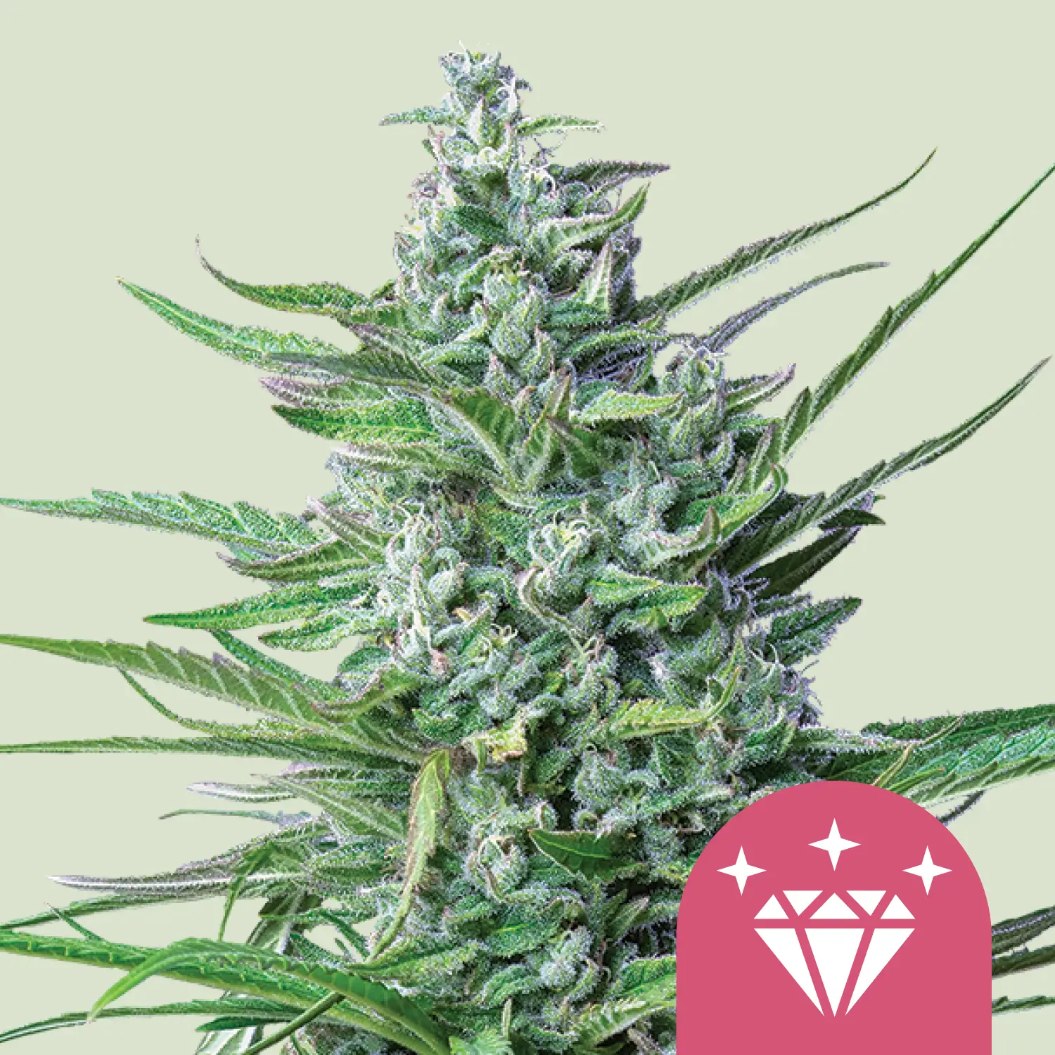 Royal Queen Seeds special kush 1