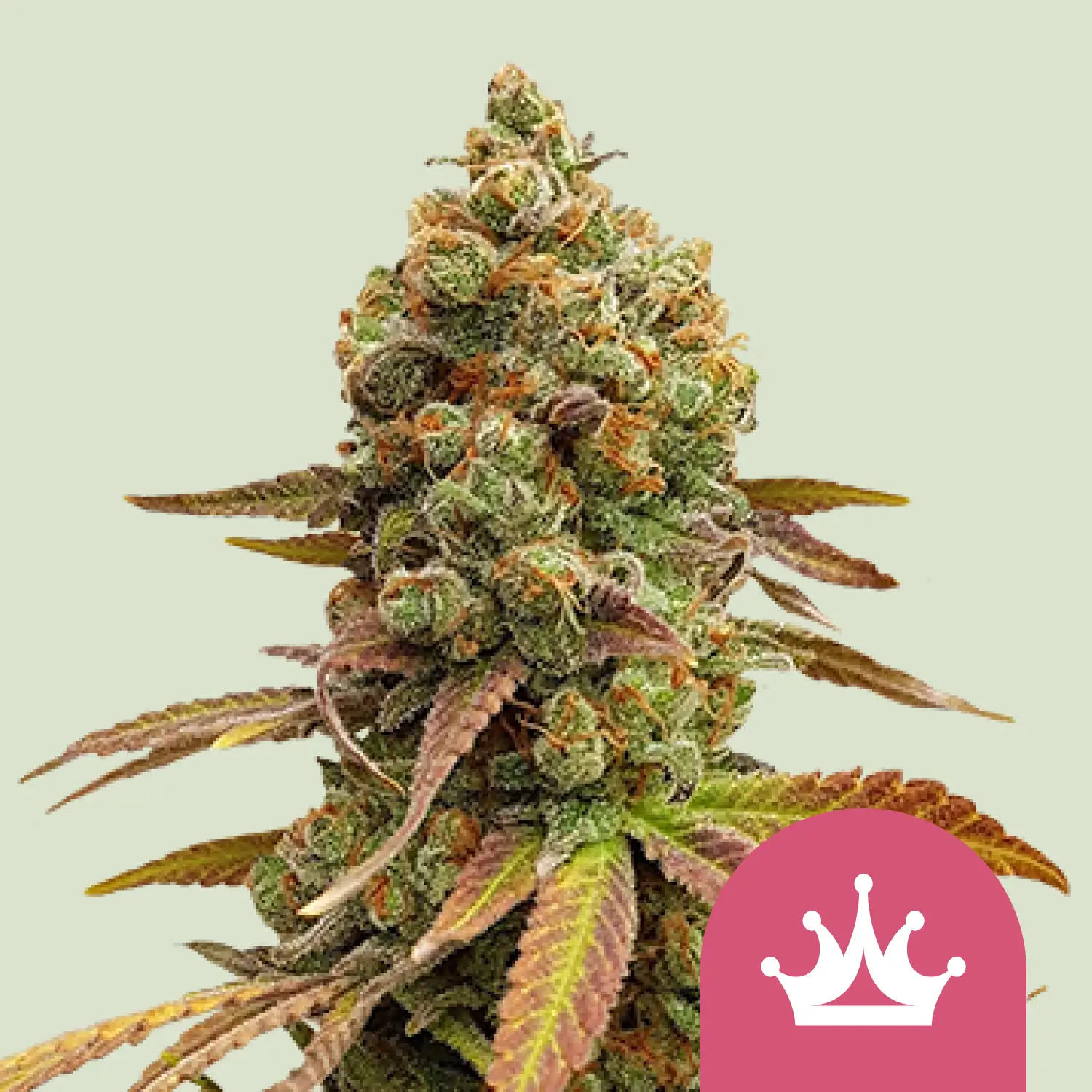 Royal Queen Seeds special queen 1 fem