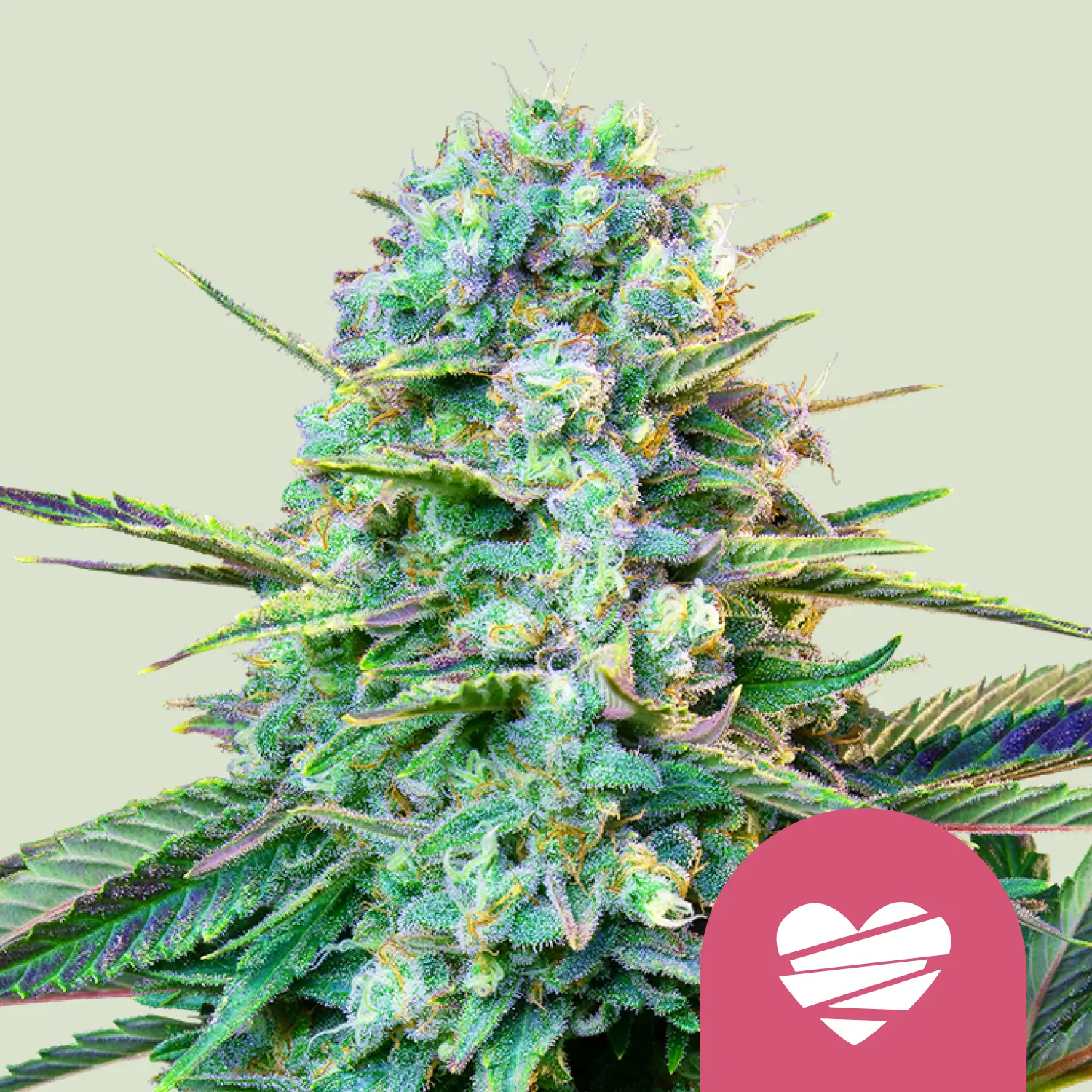 Royal Queen Seeds wedding crasher fem