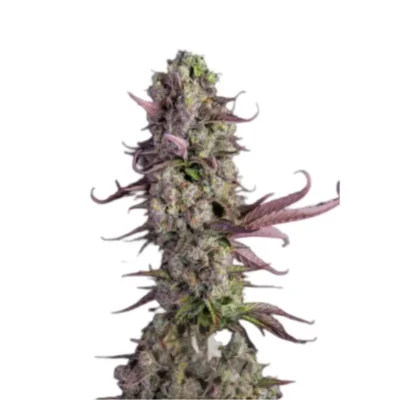 Runtz x Gorilla Cannabis Samen Feminisiert