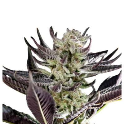 Runtz x Purple Punch