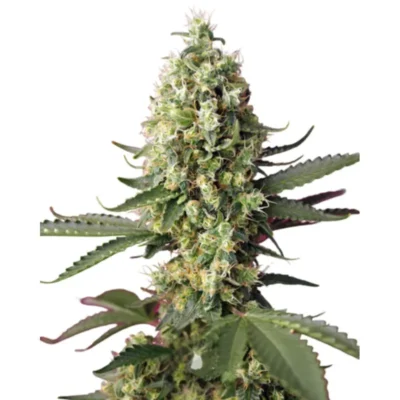 Runtz x Skywalker OG