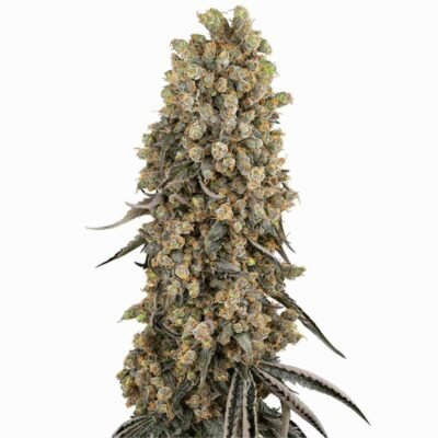 Sensi Seeds Atomic Blue Dream