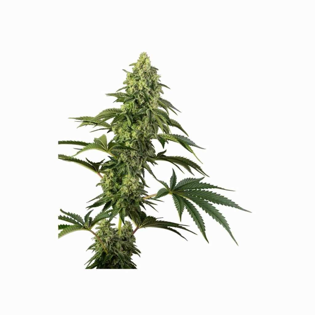 Sensi Seeds Cosmic Kiss