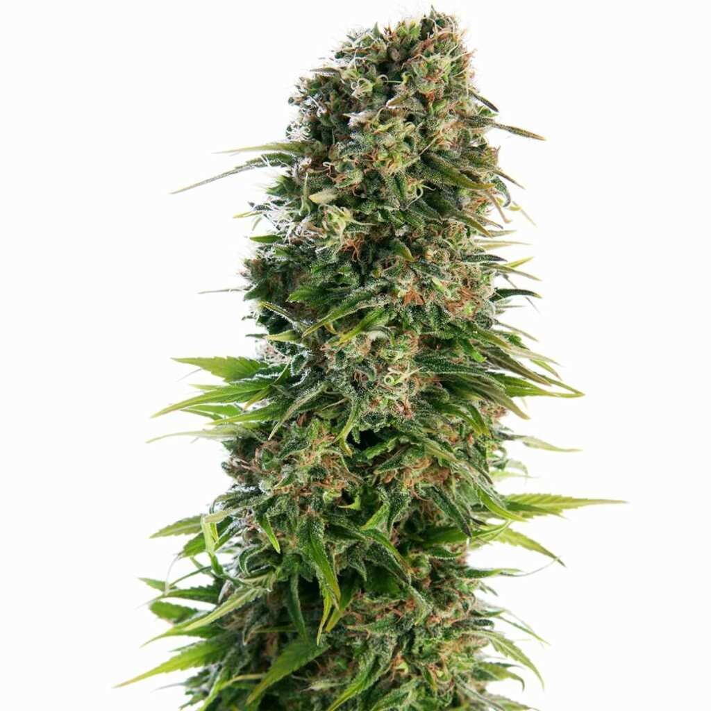 Sensi Seeds Hindu Kush Automatic