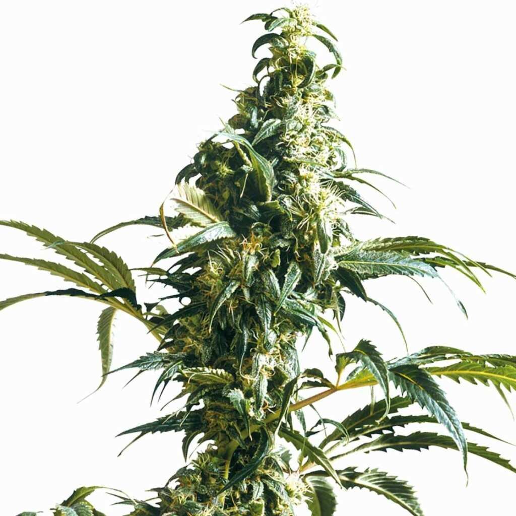Sensi Seeds Mexican Sativa