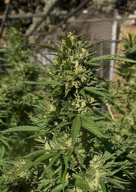 Skunk 11 Dutch Passion Seed company v2B