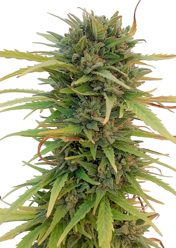 Skunk 11 Dutch Passion Seed company v2C
