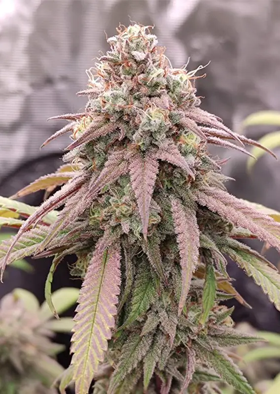 Skywalker Haze Dutch Passion Seed company v2B