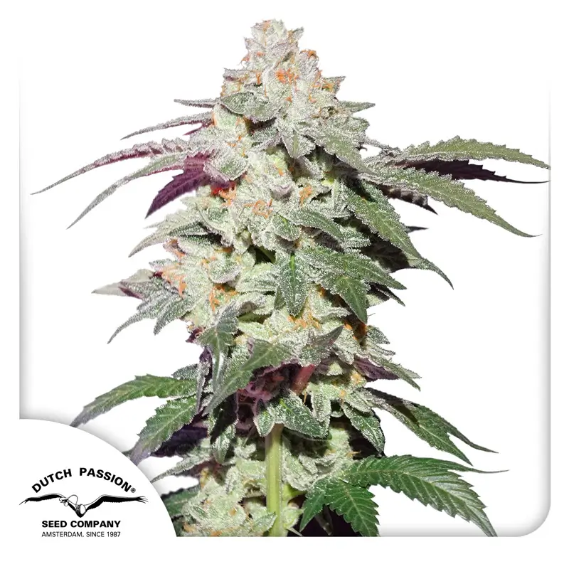 Skywalker Haze Dutch Passion Seed company