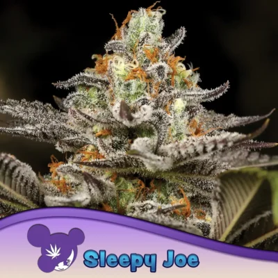 Anesia Seeds Sleepy Joe – 3 Stück