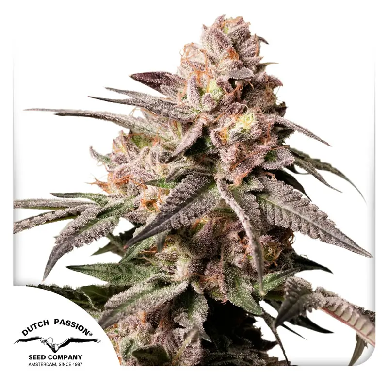 Slush Mint Cake fem 2025 Dutch Passion 800x800