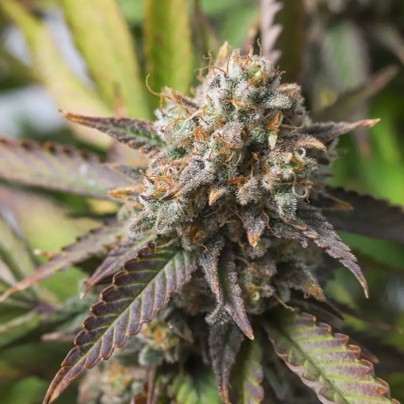 Strawberry Chemdawg OG 02