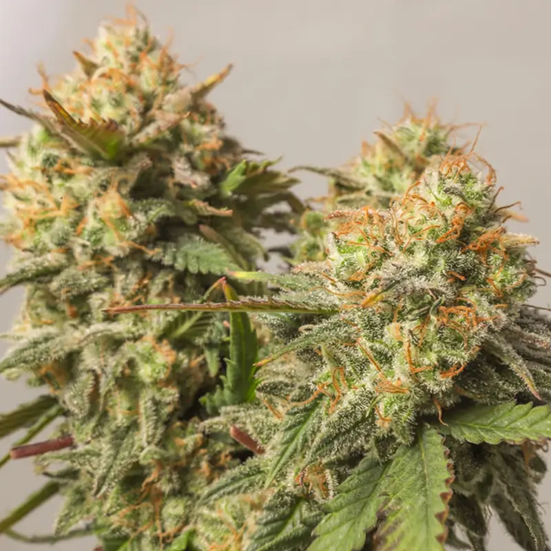 Strawberry Chemdawg OG 03