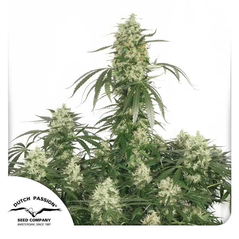 The Ultimate Dutch Passion Seed company