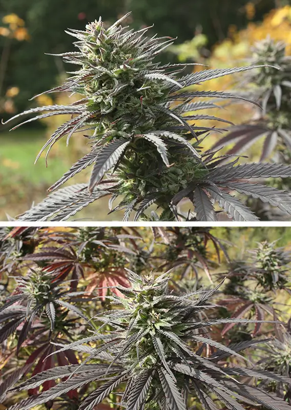 Think Fast Dutch Passion Seed company v2C