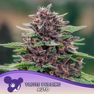 Anesia Seeds Toffee Pudding Auto – 3 Stück