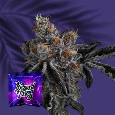 Wizard Trees Bow Shooter