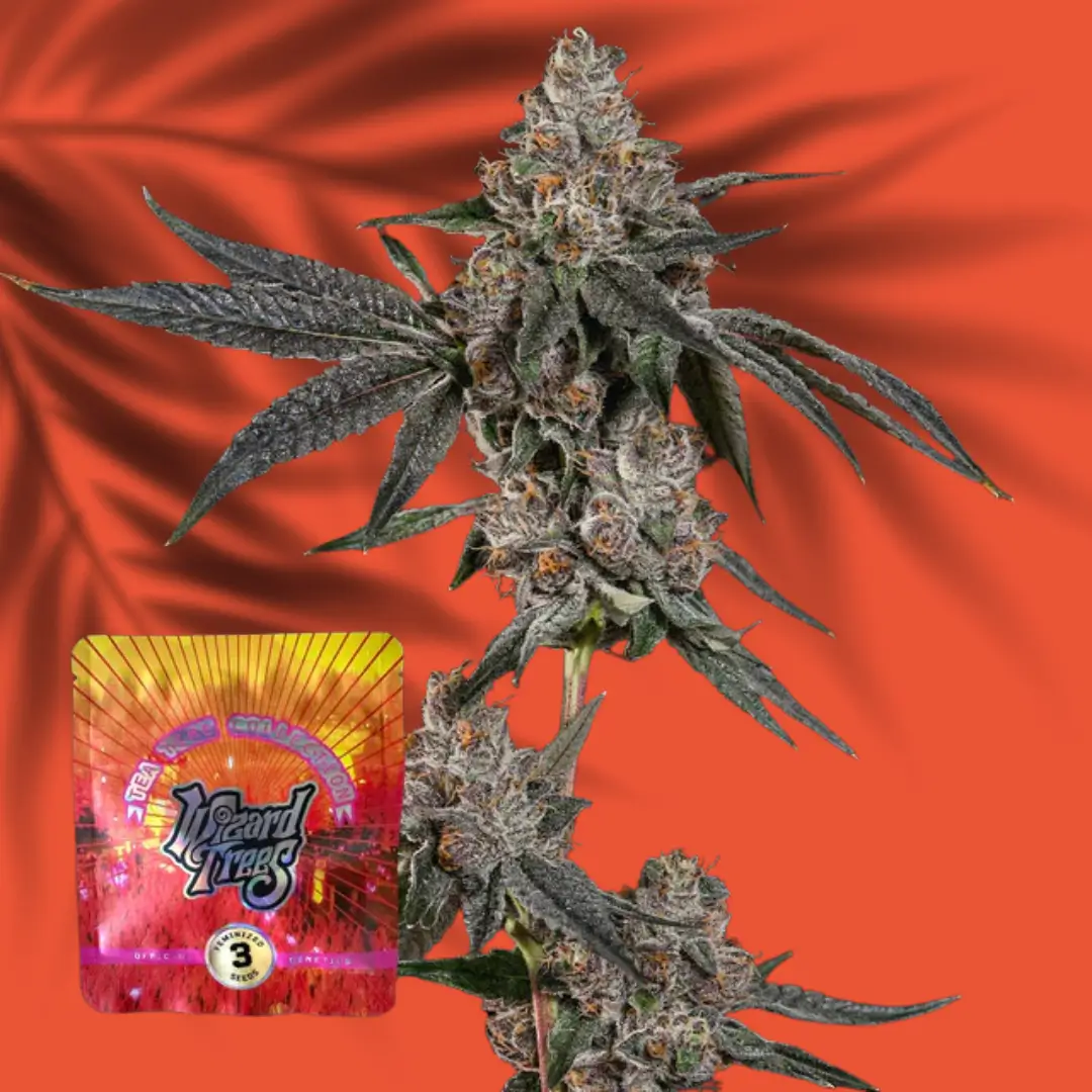 Wizard Trees Grand Prixx