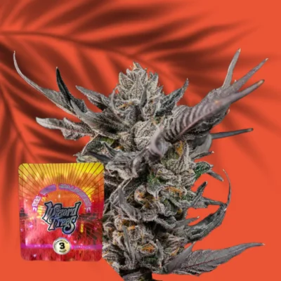 Wizard Trees Knightcap 3er Packung